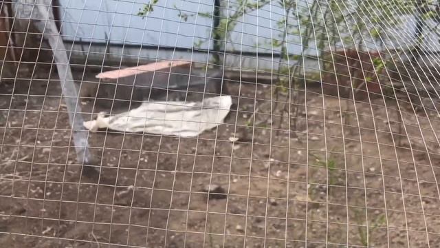 Дача / праздники / в гости к соседям / посевы смотреть онлайн