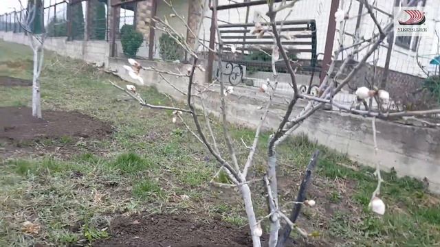 #317 Обрезка персика весной/саду 3 года/Переезд в Россию из Латвии/жизнь на Юге Краснодарского края смотреть онлайн