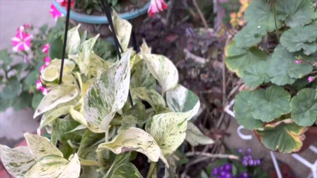 how to maintain variegation in marble queen pothos॥मार्बल मनीप्लांट की पत्तियों को बनाये मार्बल जैस смотреть онлайн