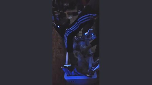 Мурена в Чите смотреть онлайн