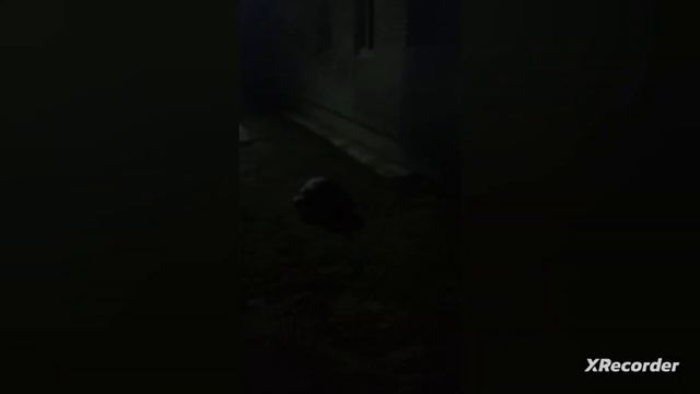 Покатился кувырком смотреть онлайн