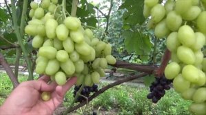 Обзор сверхранних сортов и форм винограда.