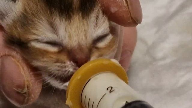 кормление котят от рождения смотреть онлайн