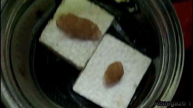 Как сохранить потомство ампулярий смотреть онлайн