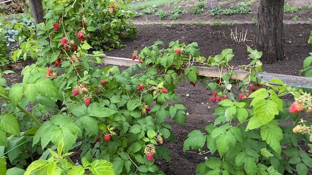 Удалить это с🍅Помидор срочно; о чём не знают многие огородники смотреть онлайн