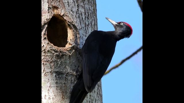 Л. Книппер. Почему медведь зимой спит. смотреть онлайн