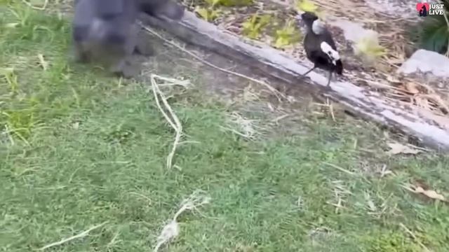 Magpie that fell out of the nest grew up with a dog and thinks she is a dog смотреть онлайн