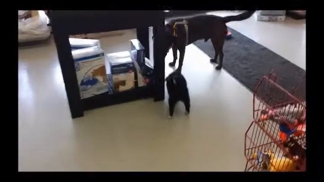 Telling Tails Pet Food Pet Supplies Patch store visit смотреть онлайн