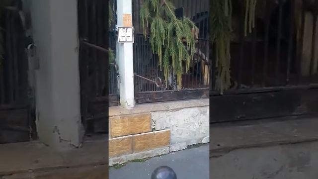 санкт петербургский зоопарк смотреть онлайн