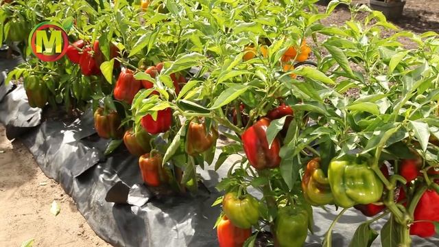 ? Как вырастить перец в открытом грунте? Уход за перцем. смотреть онлайн
