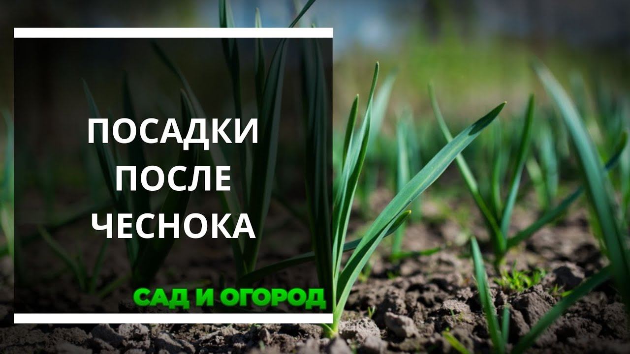 Что можно сажать после чеснока смотреть онлайн