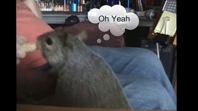 A Squirrel Tail Tale смотреть онлайн