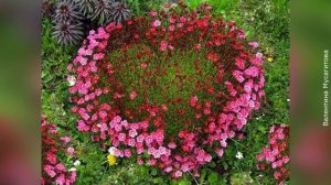 Камнеломка Арендса: применение в дизайне, в народной медицине, особенности выращивания и размножени