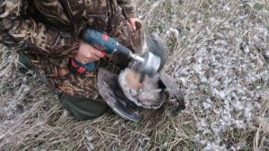 Как ощипать гуся быстро!