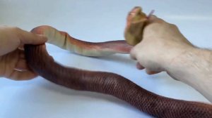 Игрушка-тянучка «Змея: Королевская кобра» 40 см., А034P / Коричневая