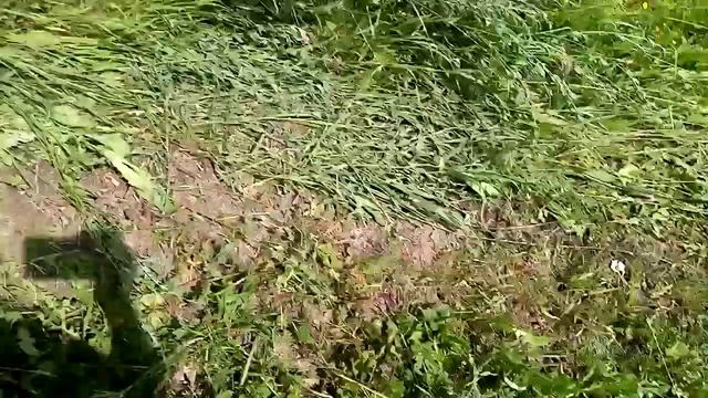 Сенокос 2021 года смотреть онлайн