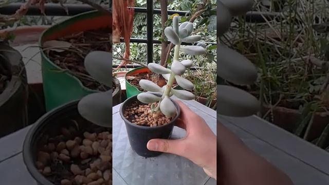 My Moonstone Plant (Pachyphytum Oviferum) смотреть онлайн
