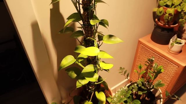 houseplant tour 2023 ... 75 plant varieties in 1 apartment 🌿 смотреть онлайн