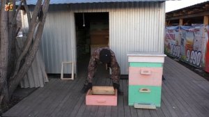 Пчеловодство без роения в двенадцатирамочном улье.