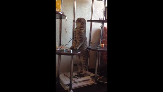 Кот диджей смотреть онлайн