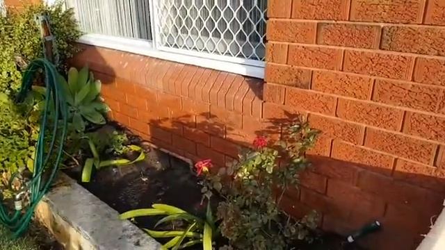 Первый день зимы в Австралии. Розы цветут,а ночью зубы от холода стучат.Элла Австралия. смотреть онлайн