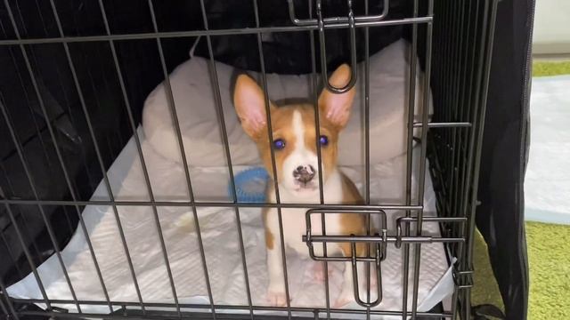 Ужасная Первая Ночь? | Басенджи Смарт | Basenji. Terrible first night смотреть онлайн