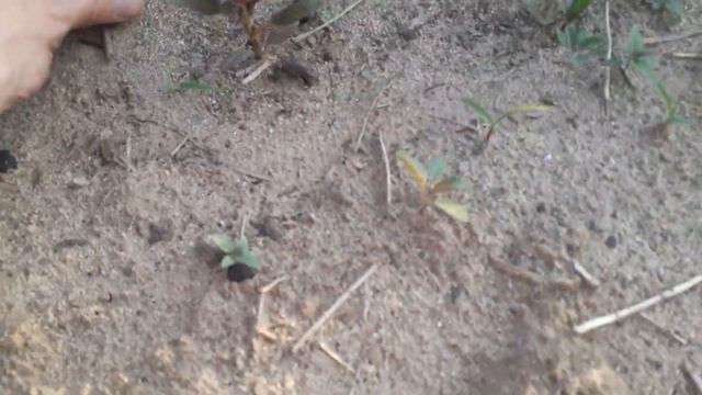 Рост амаранта. Огород Суперштэйна смотреть онлайн