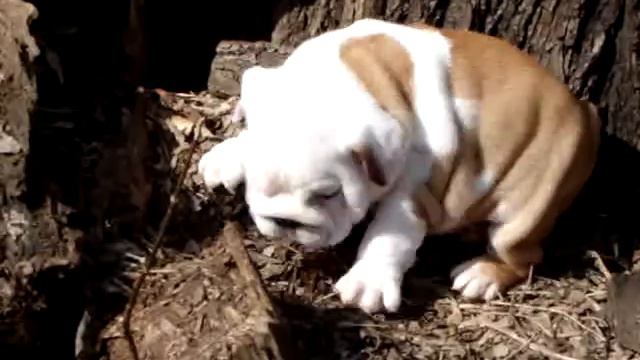 Мальчик 3 от Джокера, питомник Лав Лап Топ. смотреть онлайн