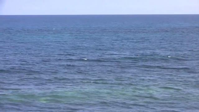 Животные Мексики / Mexican Animals