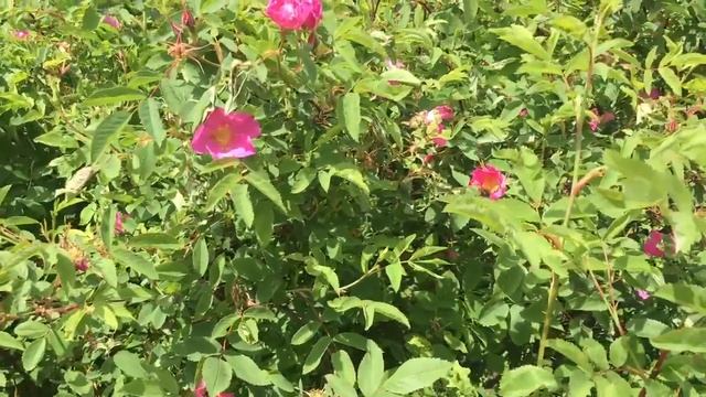 Вот так выглядит шиповник обыкновенный смотреть онлайн