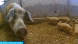 Поросята ПЛОХО РАСТУТ/ ПРИЧИНЫ