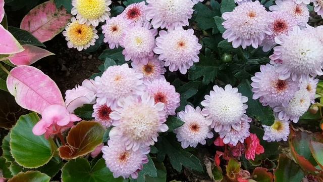 김선일한국화화실 2023 압구정동 정원(庭)의 국화 ❤️국화꽃 여정07 смотреть онлайн