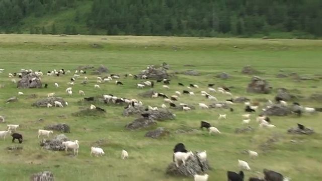 Овцы и козы возле Чуйского тракта. смотреть онлайн