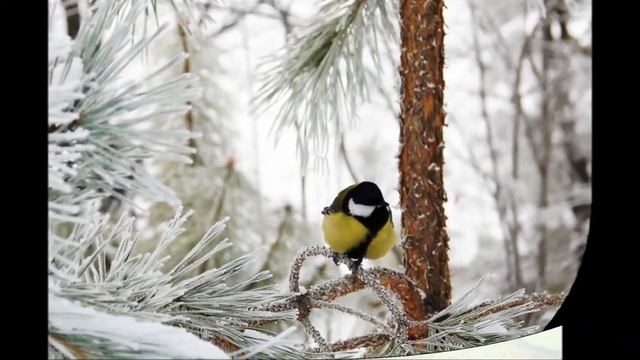 Зимняя сказка ! смотреть онлайн