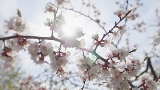 Beautiful Relaxing Music, Peaceful Instrumental Music, "Hello Spring" смотреть онлайн
