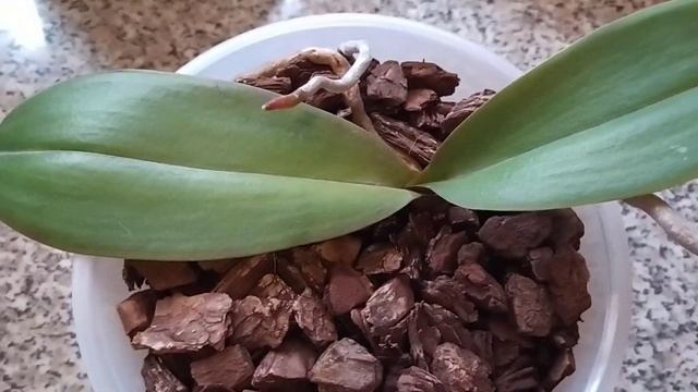 Обзор и полив орхидей 23.10.2022г. Часть 2.???