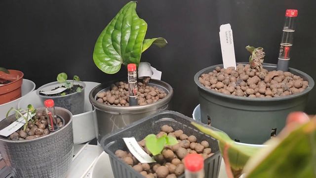 Zgniłe Korzenie! Nie Samymi Antkami Człowiek żyje?#Vlog3 #41 #anthurium #syngonium