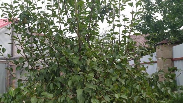 ? Осенняя груша Талгарская красавица. 06.09.2023 смотреть онлайн