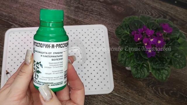 ПАРУ КАПЕЛЬ и Даже Старые Семена Прорастают Быстро! Рассада растет крепкая и здоровая! смотреть онлайн