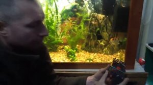 Аквариум. Как вывести улиток. "Честный обзор"