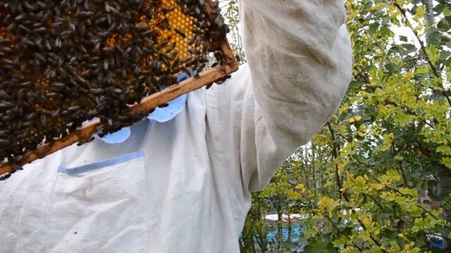 Бродячий рой.Клеймение матки на пасеке после пересадки в нуклеус. смотреть онлайн