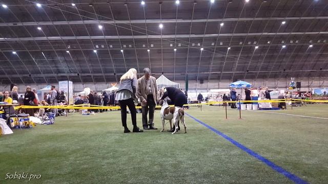 АМЕРИКАНСКИЕ БУЛЬДОГИ. Планета собак 2016 - выставка LKBA CACIB смотреть онлайн