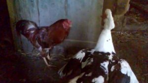 Бой мускусной утки с петухом