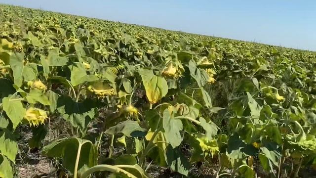 Три технологии выращивания подсолнечника смотреть онлайн