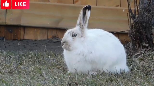 Wild animal sounds for kids/Звуки хищных животных для детей/Çocuklar icin vahşi hayvanların sesi смотреть онлайн