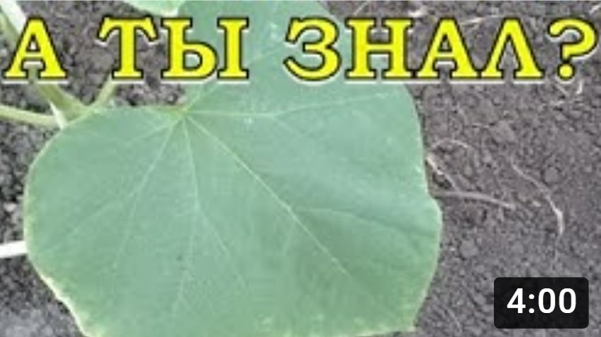 Если у листьев ОГУРЦА желтеют края... ЧТО ДЕЛАТЬ?