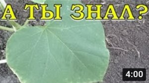 Если у листьев ОГУРЦА желтеют края... ЧТО ДЕЛАТЬ?