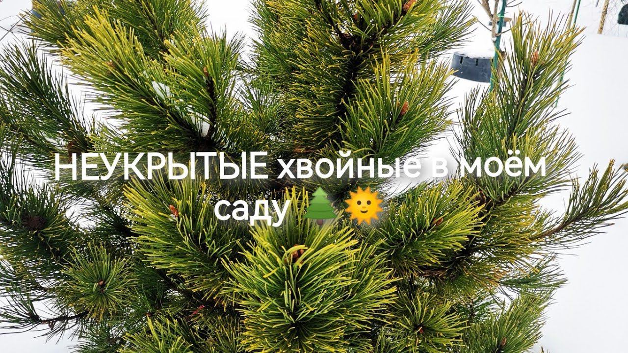 НЕУКРЫТЫЕ ХВОЙНЫЕ в моём саду ☃️ Февраль 2023❄️Прогуляемся?! смотреть онлайн