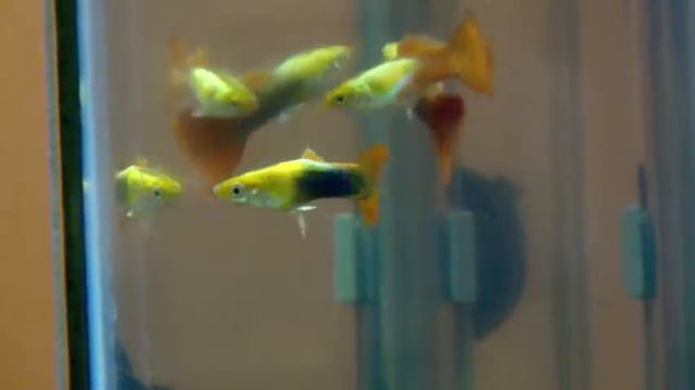 Ulrich Schnauss : Knuddelmauss смотреть онлайн