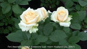 Обзор розы Пич Аваланж (Чайно гибридная) Peach Avalanche (Lex Voorn 2007)